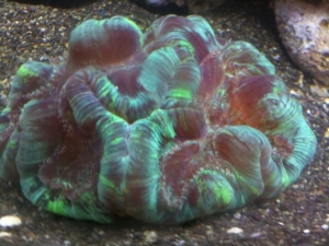 Puffy brain :)