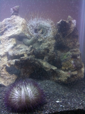 urchin