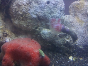Tube worm and sponge