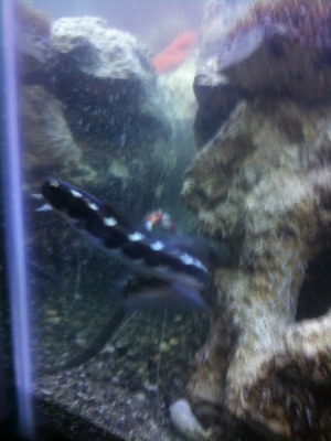 goby
