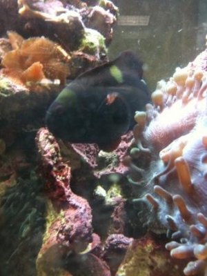 anemone before split