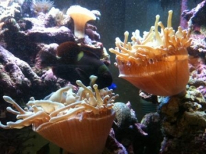 both anemone before split
