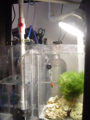 Close look of sump/refugium