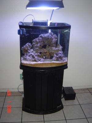 My 26 Gal. Reef