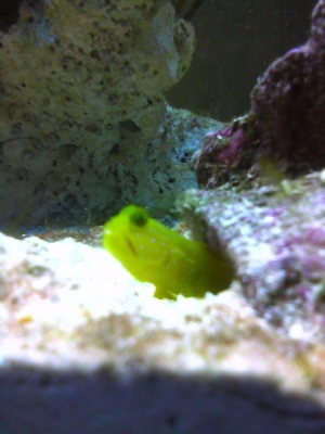 watchmans goby *Jeeves*