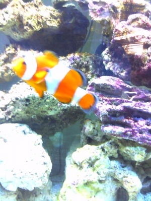 Clownfish