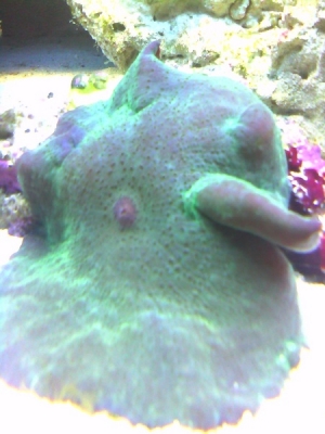 killer actinodiscus shroom