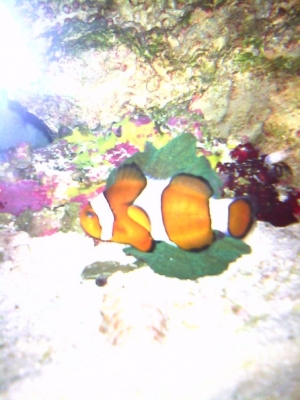 clownfish hosting mushroom