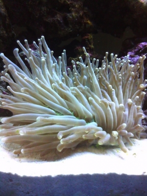 long tentacle plate coral