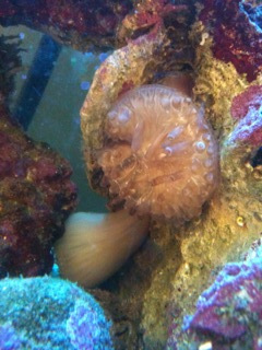 Done splitting,not sure what they are up too... but they are getting larger and looks like maybe moving again?