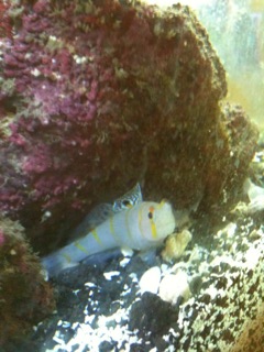 what kind of goby is this?