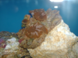 Magic Mushrooms