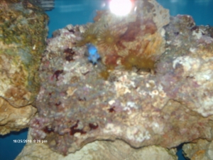 Yellow Polyps/Zoas