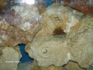 Blenny hidding oops missed him
