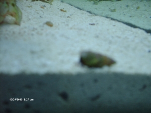Blue Legged Hermit