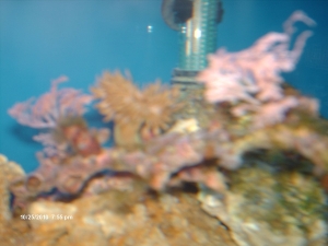 Rock Anenome & Xenia I think