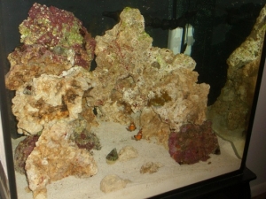 Nemo and Skittles!