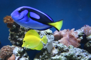 my tangs