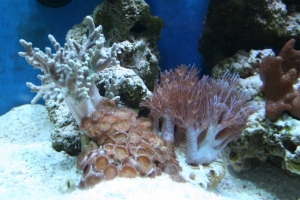some palyps, leather and pulsing xenia