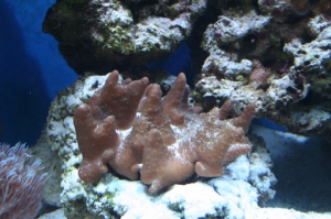 devils hand