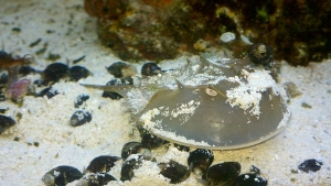Horseshoe crab