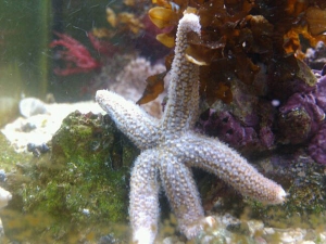 Atlantic star chilling out