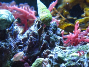 Hermit Crab Hang Out