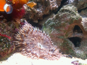 Beaded Anemone