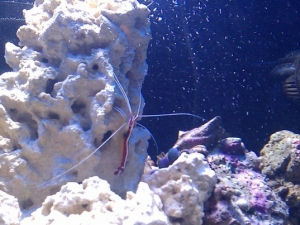 It's Fracais the cleaner shrimp