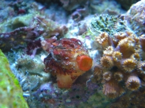 close up of my live rock