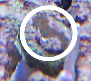 I have no clue what this is can someone identify this coral please. It is flat with brown overall and tiny green polyps.