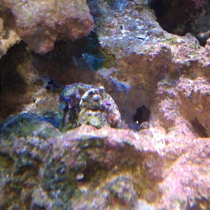 new coral on a plug possibly a zoa but the polyps are the size of 2 pin heads.