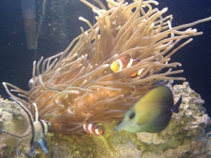my 13" LTA long tentacle anemone. It is 7 months young and spectacular.