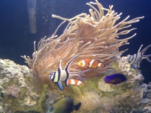 my 13" LTA long tentacle anemone. It is 7 months young and spectacular.