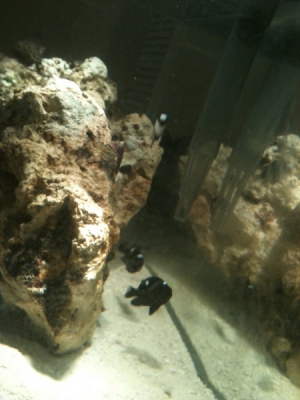 Fish!