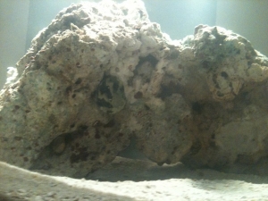 Snail and Hermit Crab can you see them?