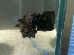 I think my Hermit crab is attempting to eat my snail, the question i have is how did the crab get so high off the ground?!?!?