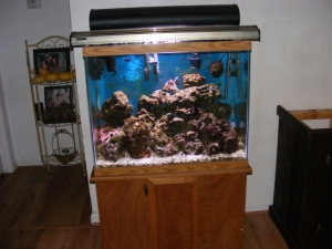 This is my old 60 gal tank