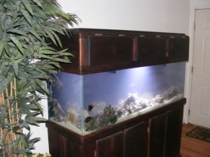 Filled and murky.I used the old bio wheel and f5 canister from old tank until new sump and lights were shipped!