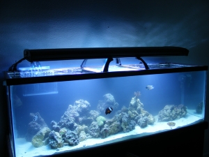 Woohoo! Lights look good! ( 2x250 MH 14000k, 4x54 T5,12 moonlights)