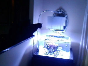 my tank