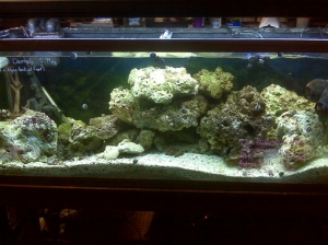 first 55 DT, before sump, with crushed coral (never again), 90 pounds lr, 30 pounds base rock, 3250 gph powerhead, coralife 65 needle wheel skimmer (love it) 2-48" T5's, one small GSP frag (tripled in past two months)