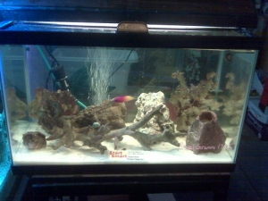 first 10 gallon nano with bubbler, 5 pounds lr, about 8 pounds dead corals, 12 pounds sand, one royal gramma