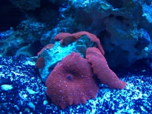 Red Mushrooms with white polka dots