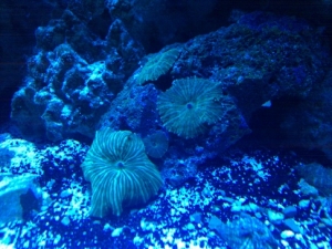 Green Striped Mushrooms