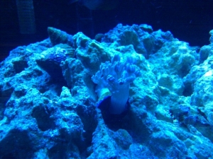 Blue Xenia