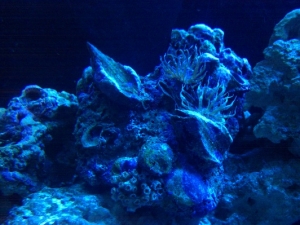 Just some of the amazing life on my live rock ;-)