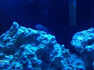 My regular old blenny. Love fighting with Coral Beauty constantly and swirling up my sand bed.