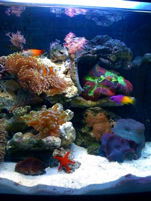 Latest shot with new aqua-scape