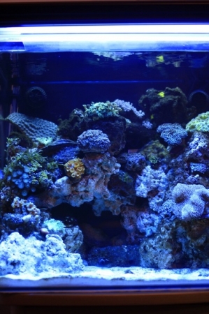 My tanks 2 weeks ago.